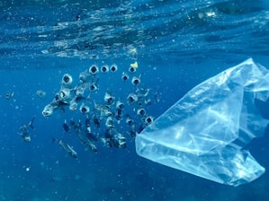 A school of fish swims near a floating plastic bag in the ocean. The fish appear to be interacting with their environment, surrounded by the deep blue water and sunlight filtering from above.
