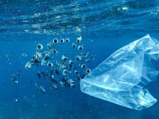 A school of fish swims near a floating plastic bag in the ocean. The fish appear to be interacting with their environment, surrounded by the deep blue water and sunlight filtering from above.