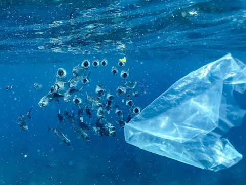 A school of fish swims near a floating plastic bag in the ocean. The fish appear to be interacting with their environment, surrounded by the deep blue water and sunlight filtering from above.