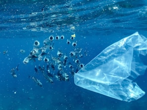 A school of fish swims near a floating plastic bag in the ocean. The fish appear to be interacting with their environment, surrounded by the deep blue water and sunlight filtering from above.