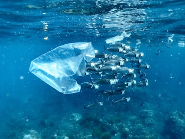 A group of fish swim underwater near a plastic bag, highlighting the presence of ocean pollution. The scene takes place in a clear, blue aquatic environment with visible underwater flora and fauna.
