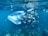 A group of fish swim underwater near a plastic bag, highlighting the presence of ocean pollution. The scene takes place in a clear, blue aquatic environment with visible underwater flora and fauna.