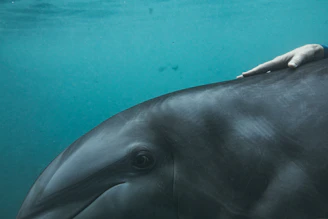 An underwater shot of a diver releasing a rehabilitated dolphin back into the wild.