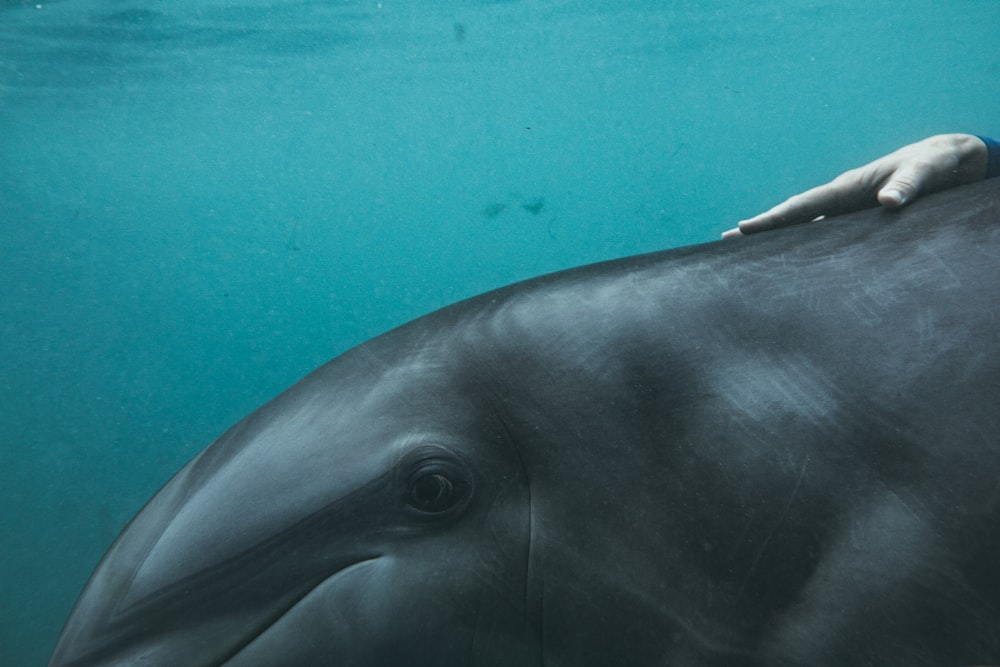 a hand on the back of a dolphin in the water