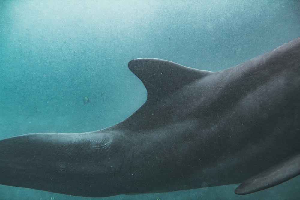 a close up of a dolphin under water