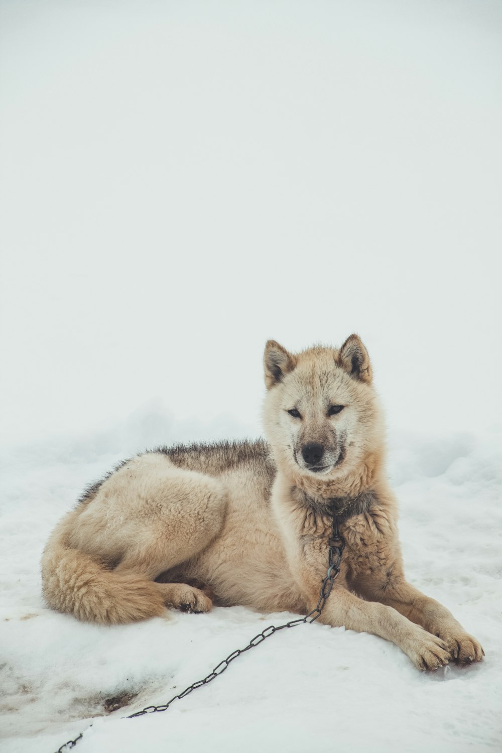 a dog laying in the snow with a chain around it's neck