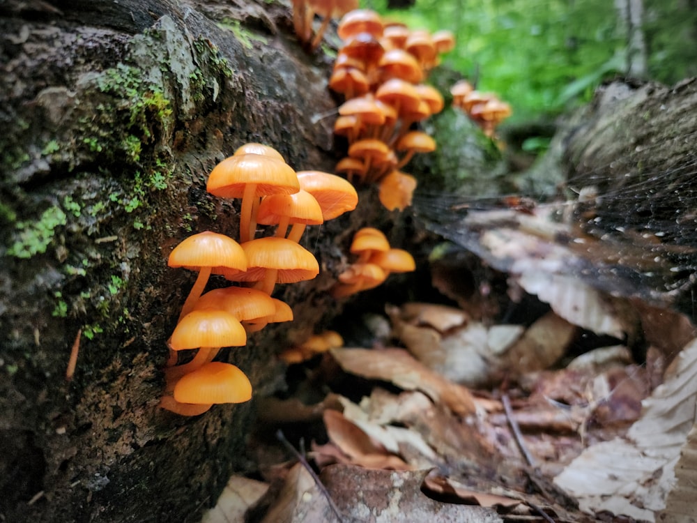um grupo de cogumelos alaranjados crescendo ao lado de uma árvore