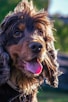 a dog with wet fur is looking at the camera