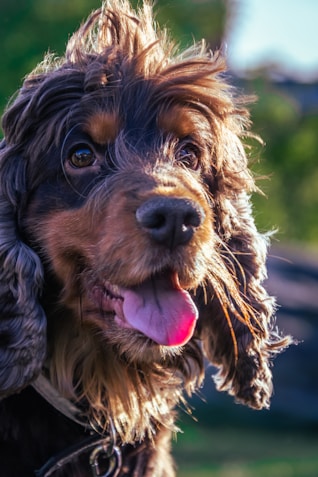 a dog with wet fur is looking at the camera