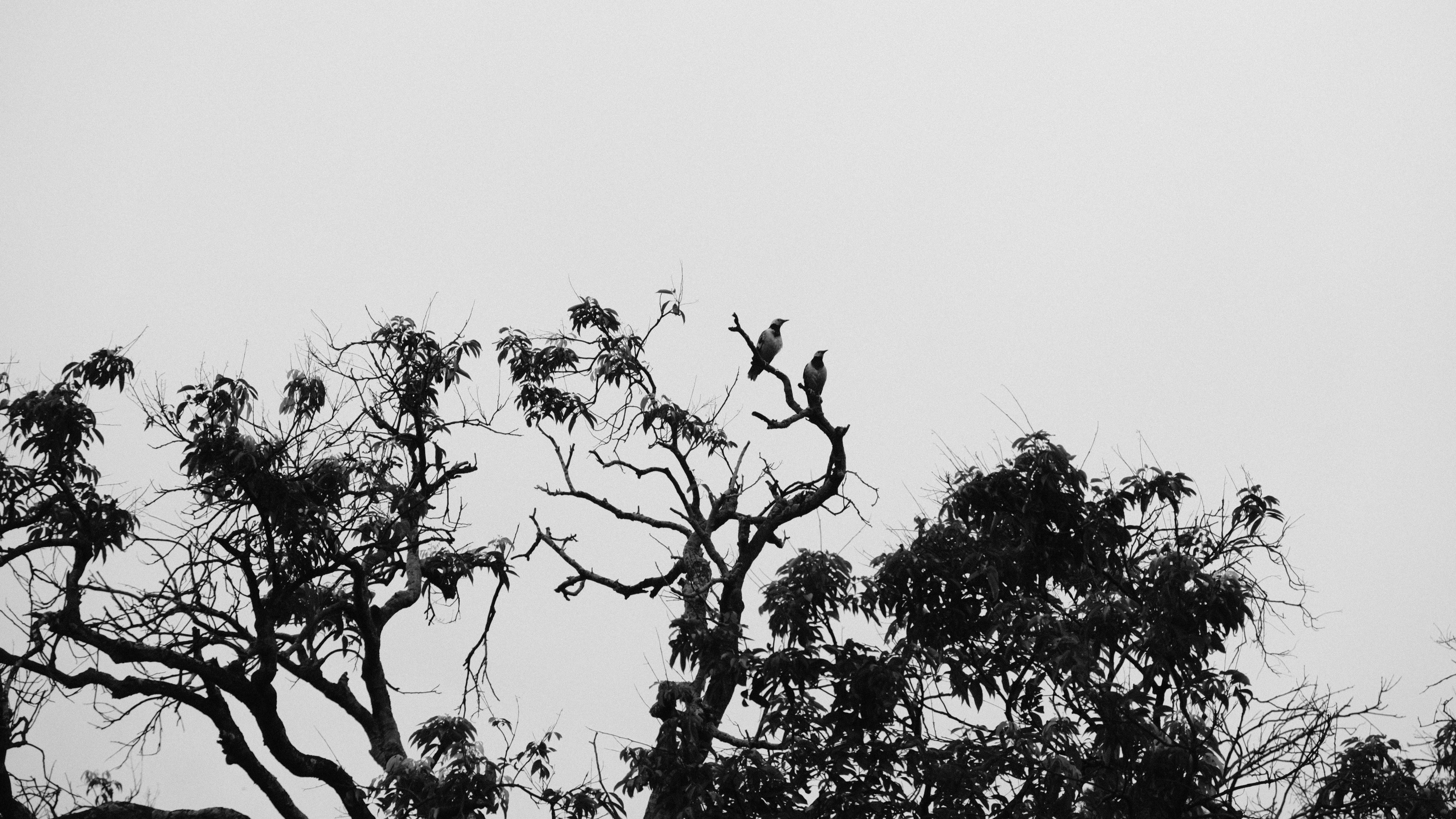 Photo by alanouo