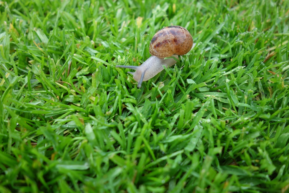 달팽이가 푸른 풀밭에 앉아 있다