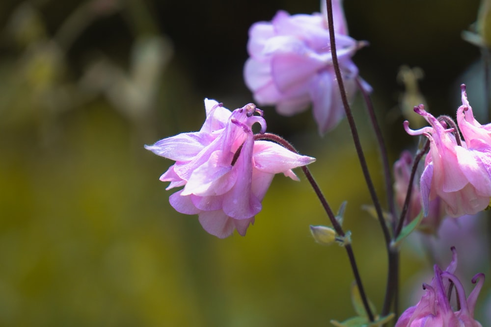 a close up of a pink flower with a blurry background