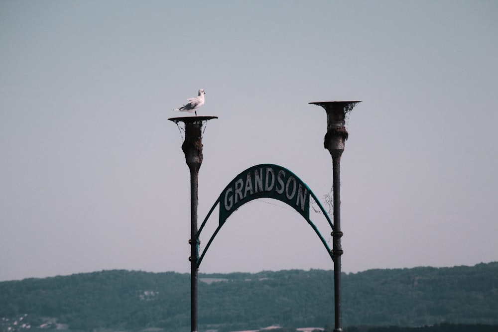 a seagull sitting on top of a street sign