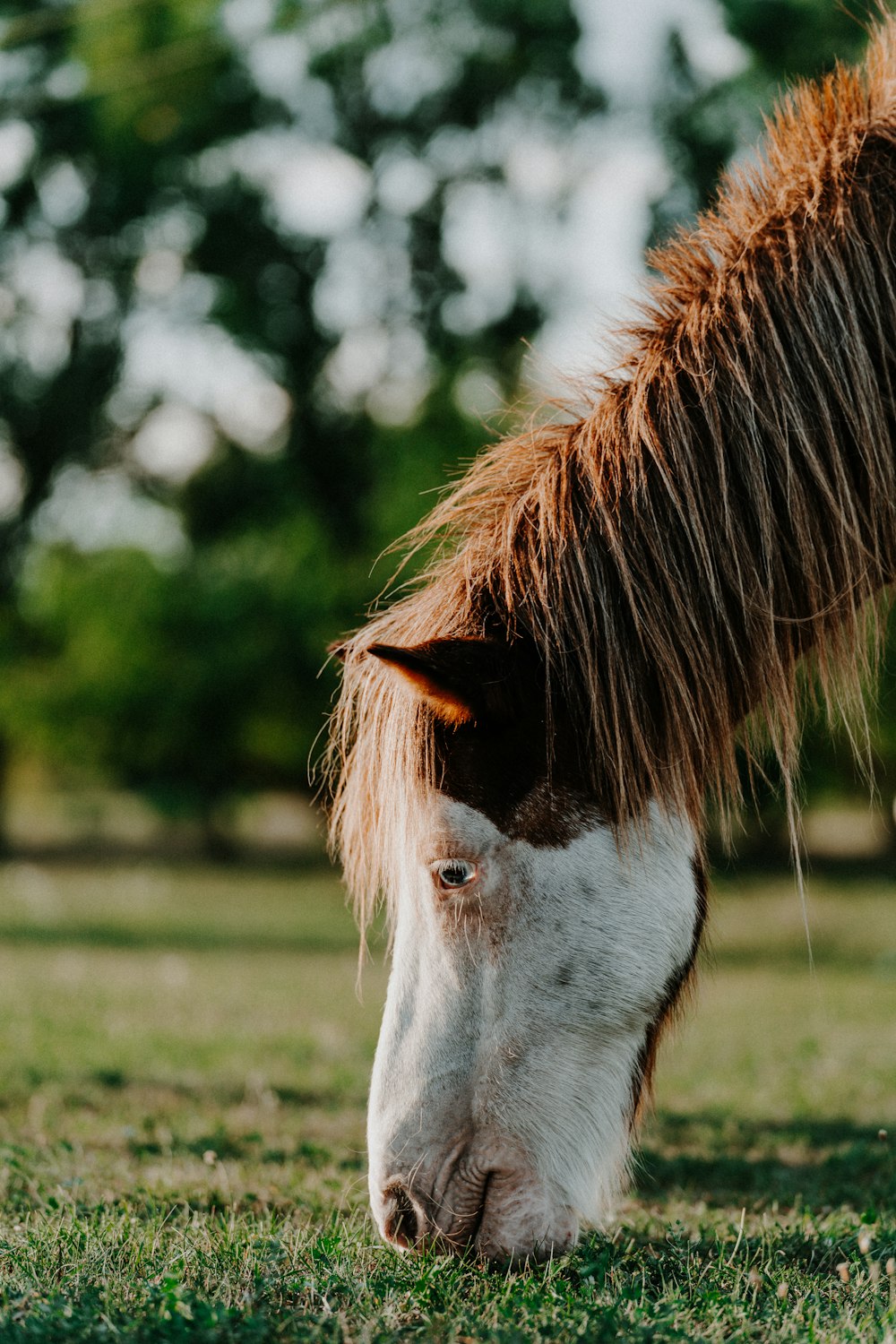 un cheval brun et blanc paissant dans un champ