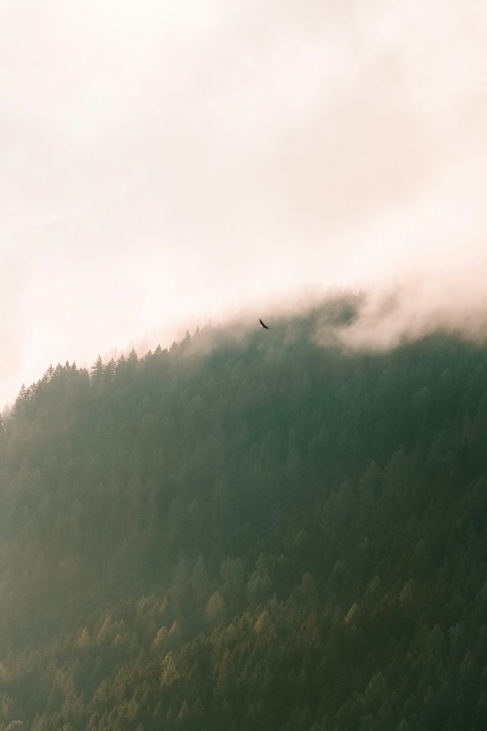 a bird flying over a forest on a foggy day