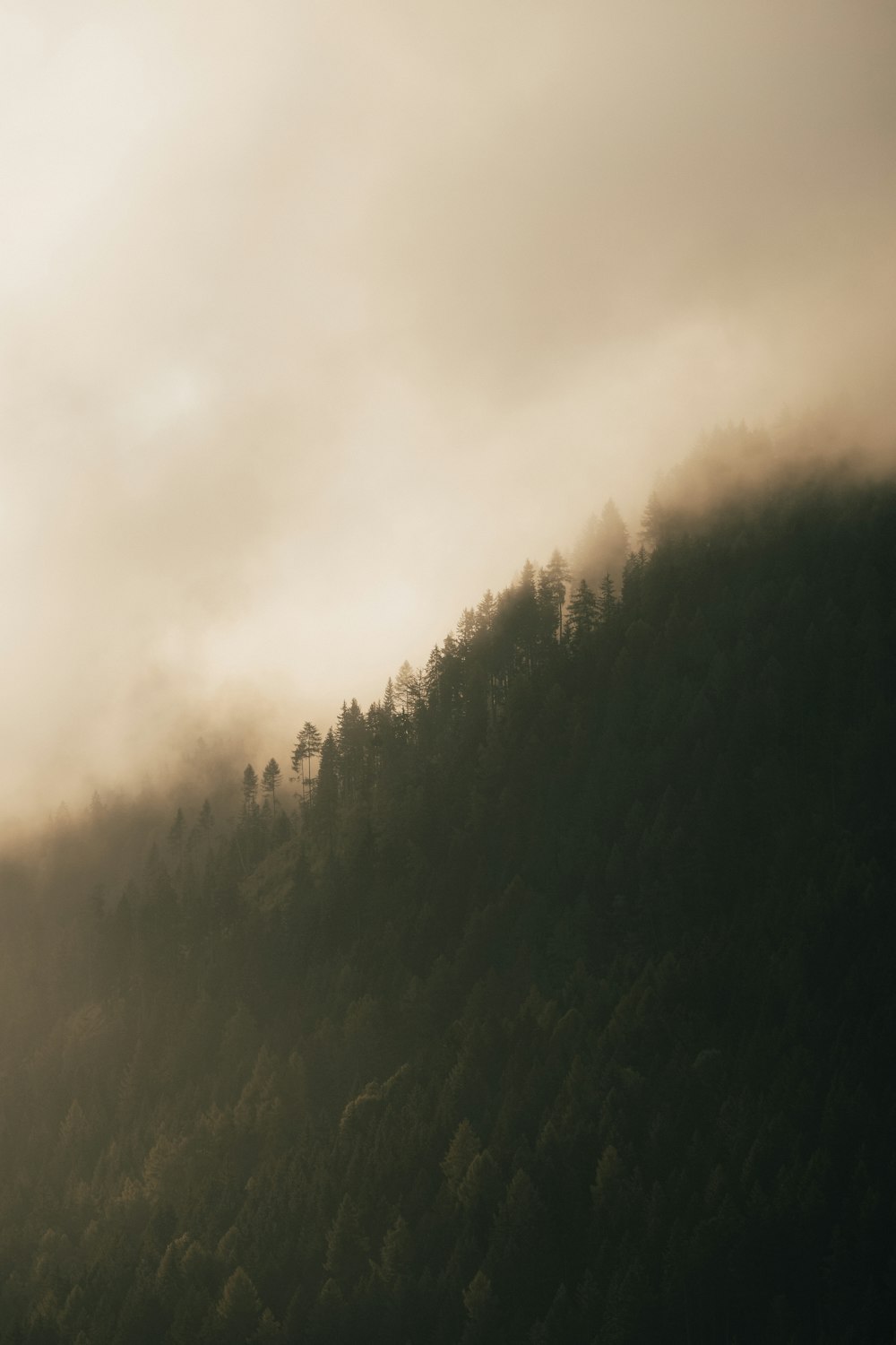 a mountain covered in fog with trees on the side