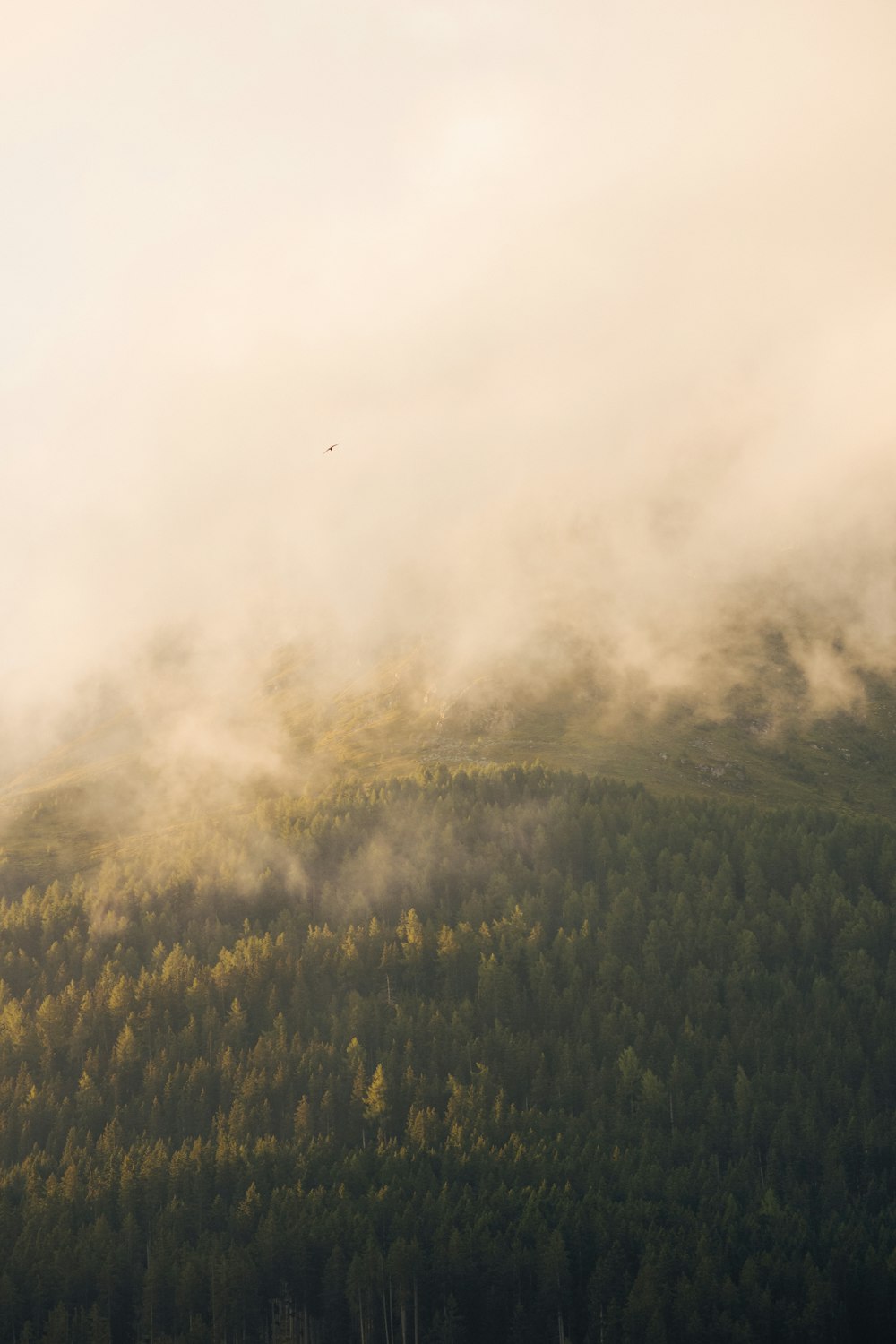 a mountain covered in fog and low lying clouds