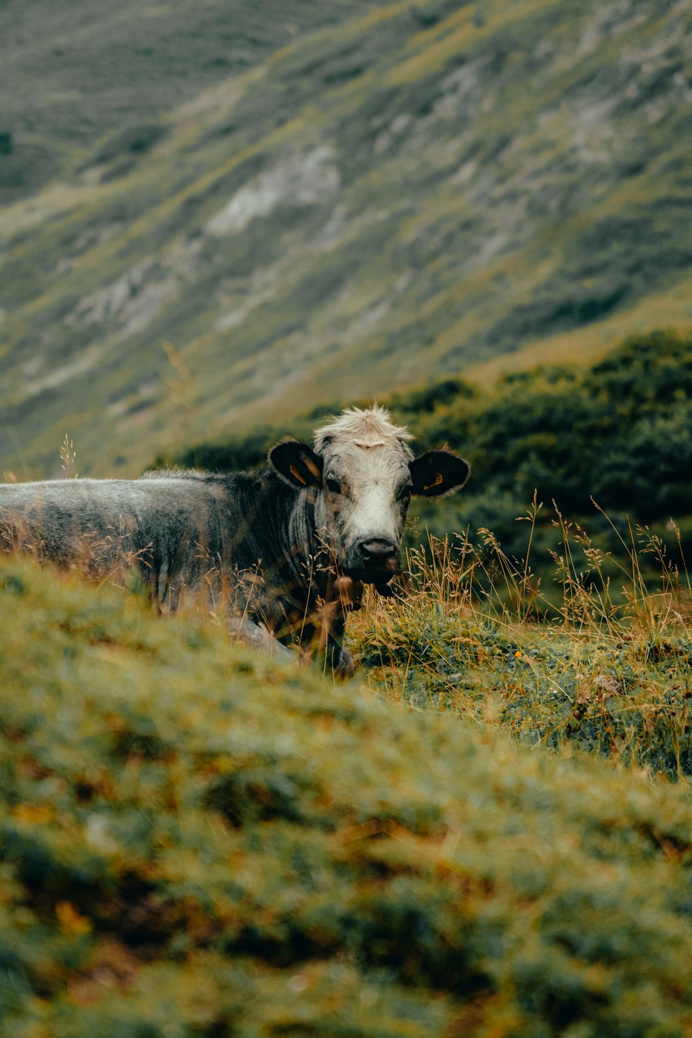a black and white cow standing on a lush green hillside