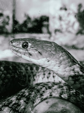 a black and white photo of a snake