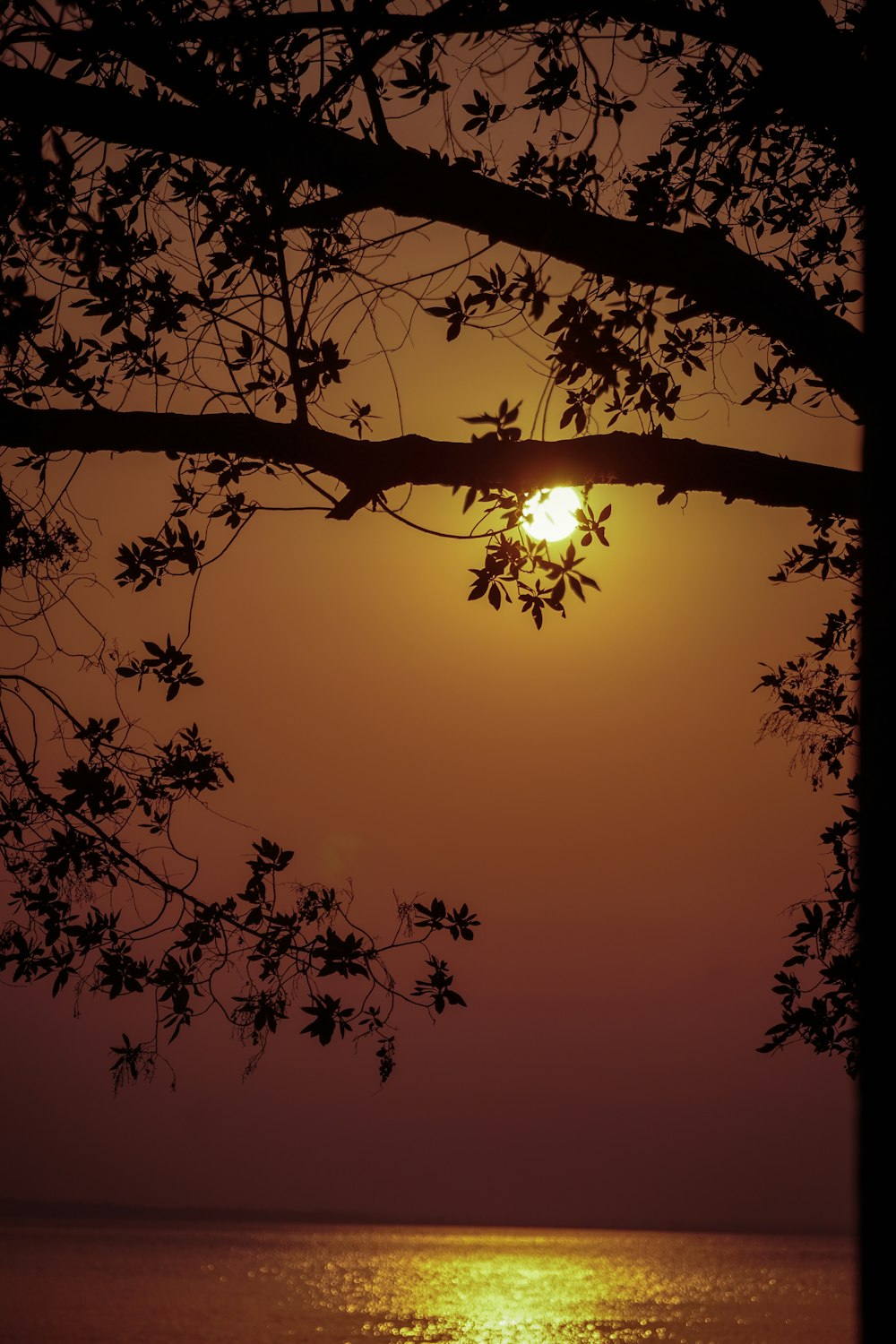 the sun is setting behind a tree over the water