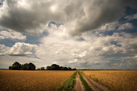 a dirt road running through a wheat field under a cloudy sky