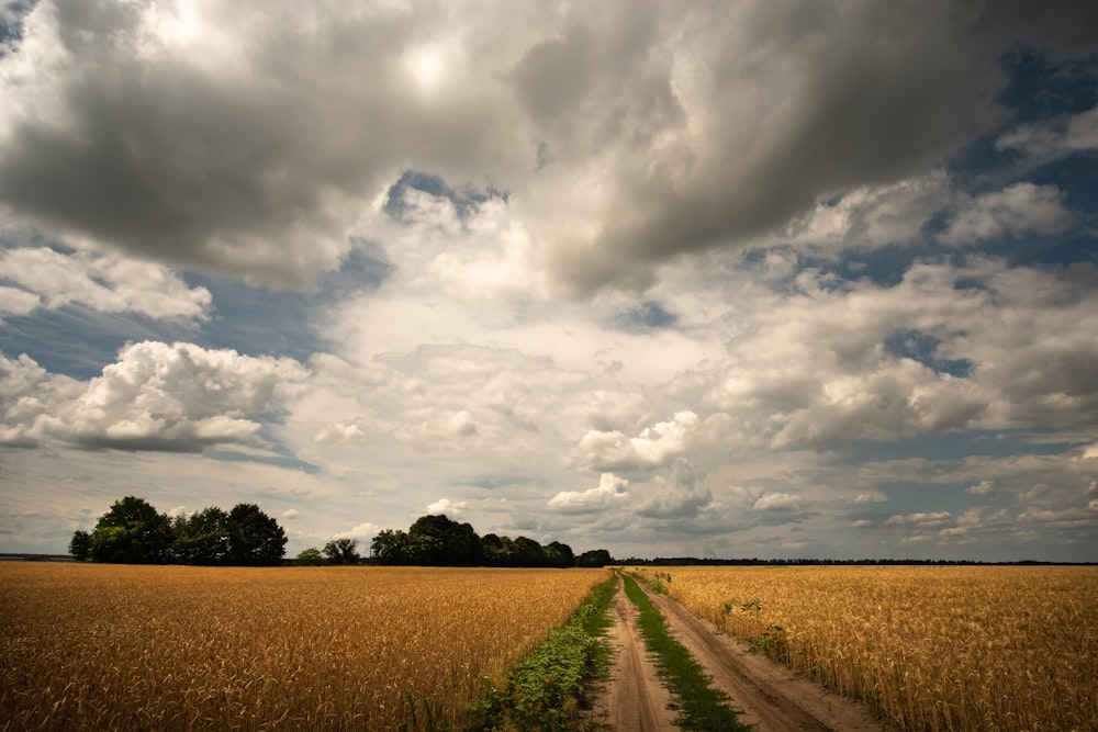 a dirt road running through a wheat field under a cloudy sky