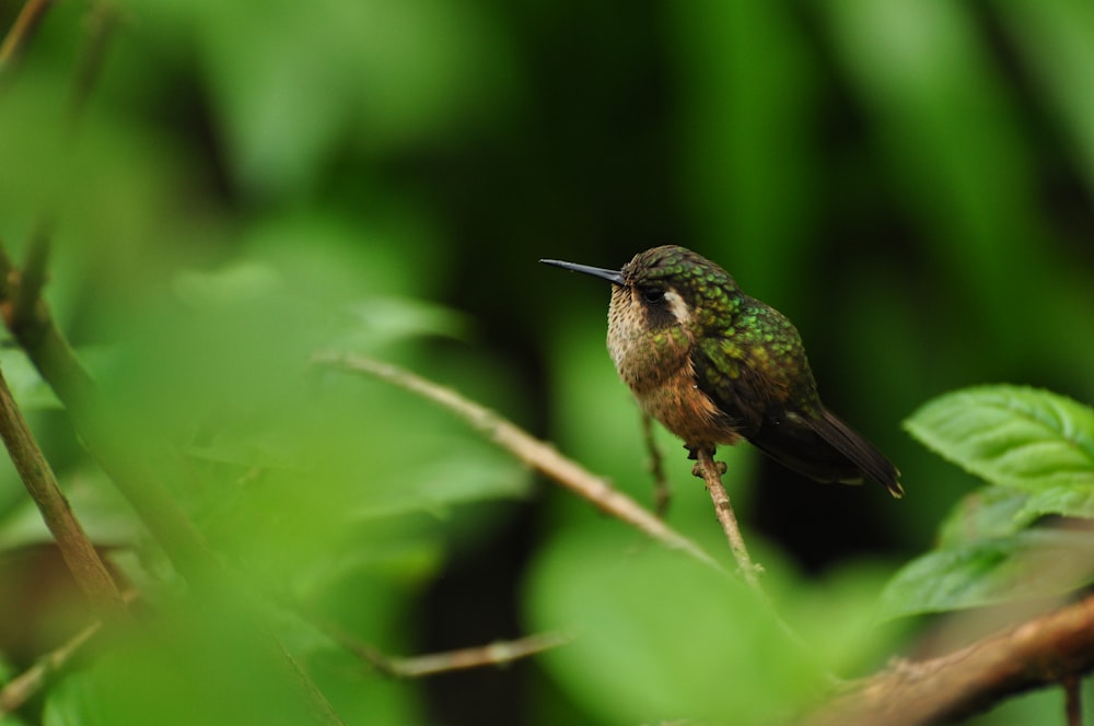 a hummingbird perched on a branch in a forest