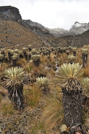 A panoramic view of the páramo with soft clouds drifting low over the hills and a child looking curiously at the environment