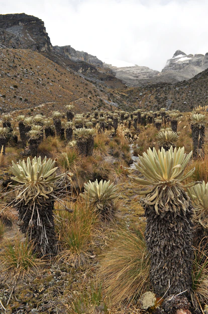 A person planting frailejon plants in a lush green mountain reserve during a sunny day.