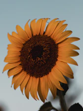 A close-up of a bright sunflower standing tall against a clear blue sky.
