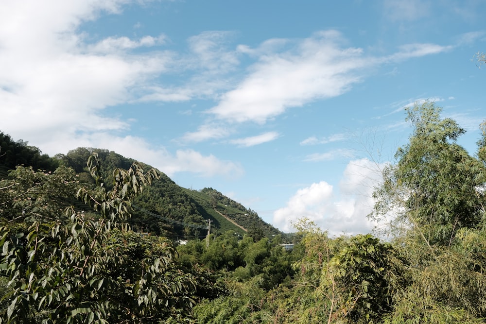 una vista di una lussureggiante foresta verde con una montagna sullo sfondo