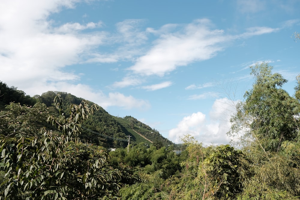 a view of a lush green forest with a mountain in the background