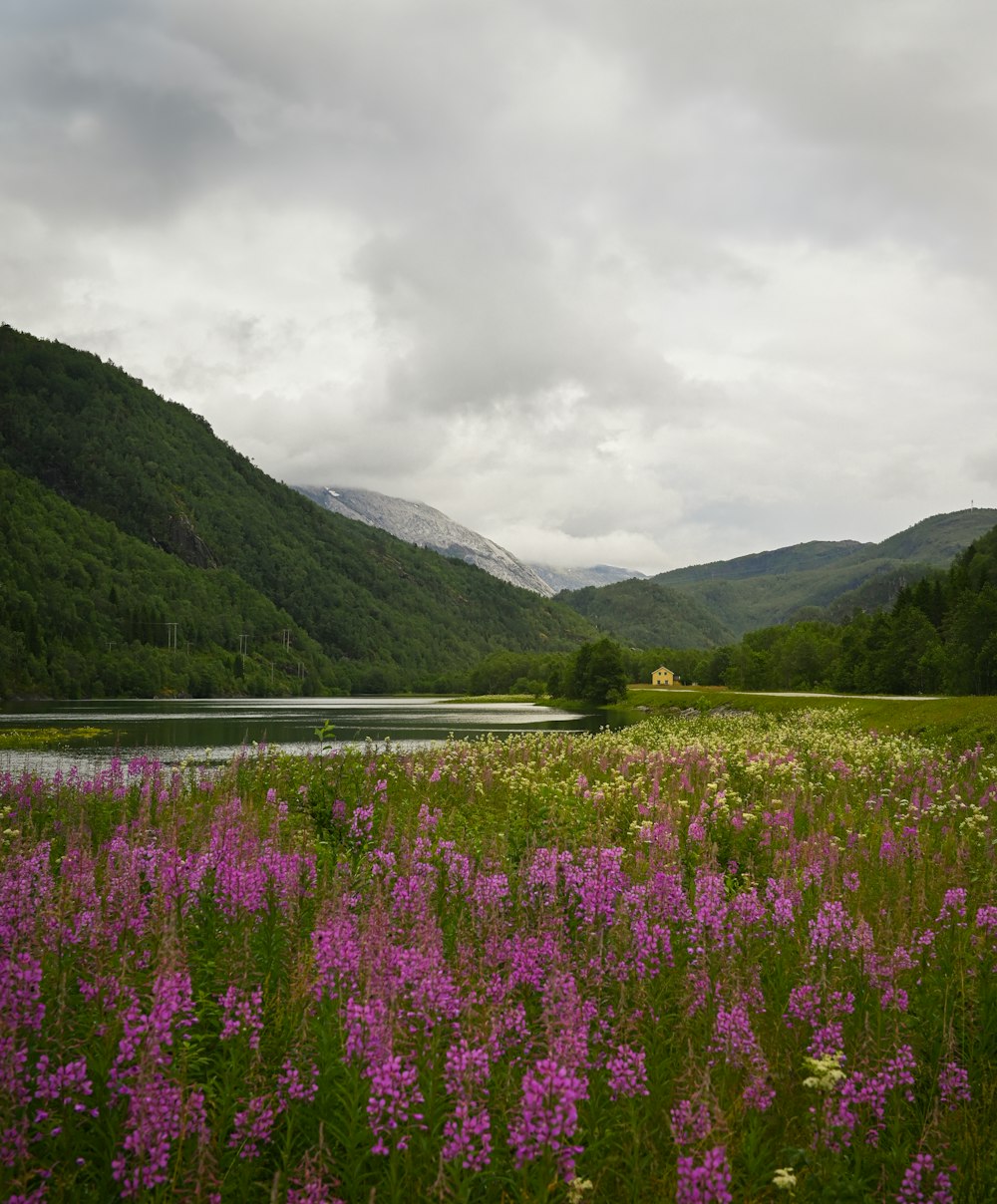 a field of purple flowers next to a lake