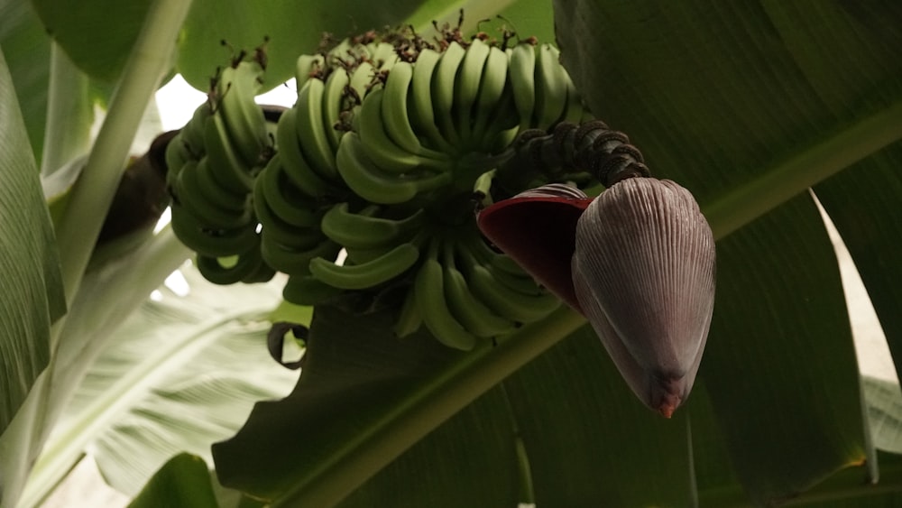 a banana tree with a bunch of unripe bananas