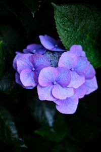 Purple hydrangea flowers with subtle variation in shades, surrounded by dark green leaves. The petals have a delicate texture with droplets of water, adding a fresh appearance.