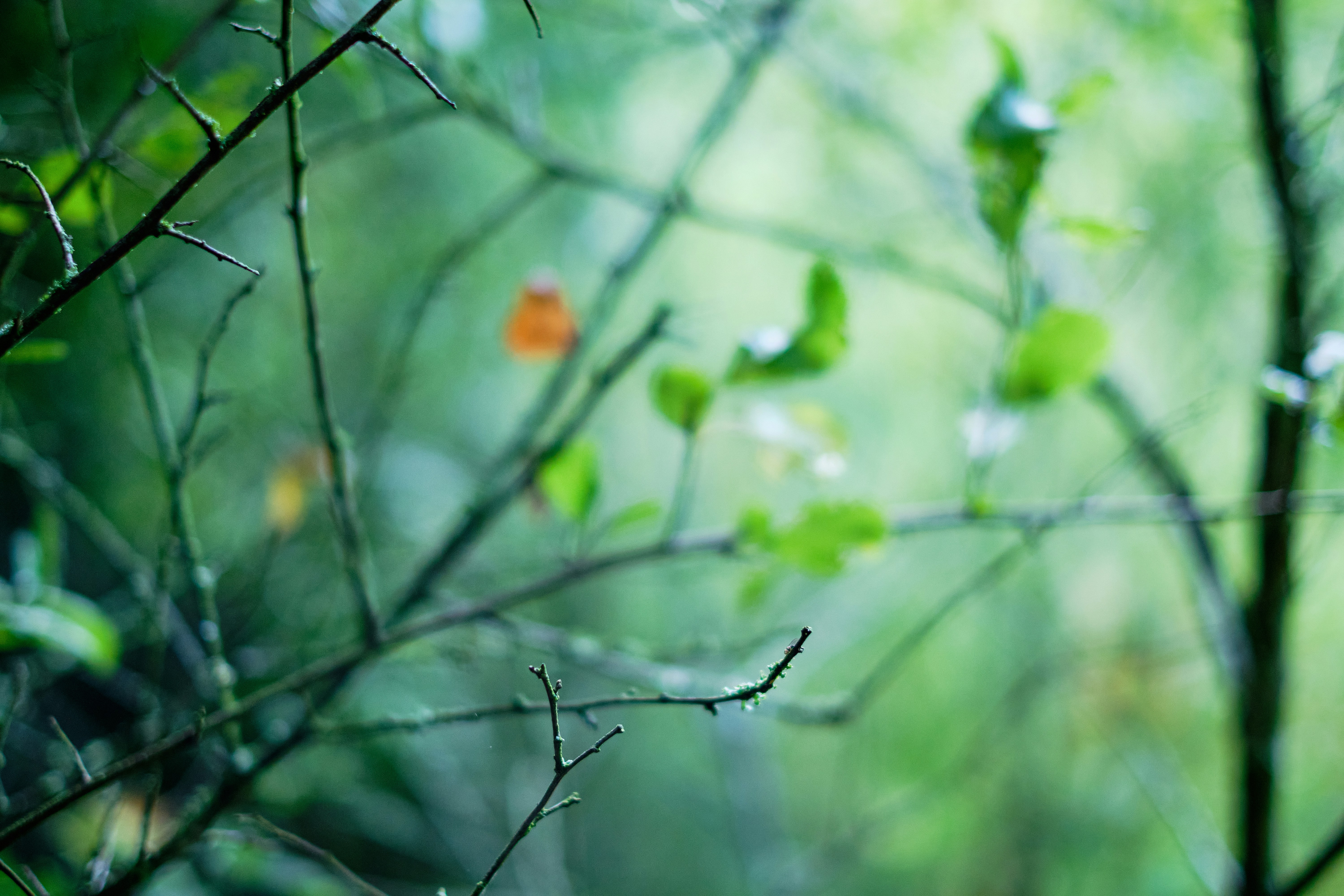 Photo by frostroomhead