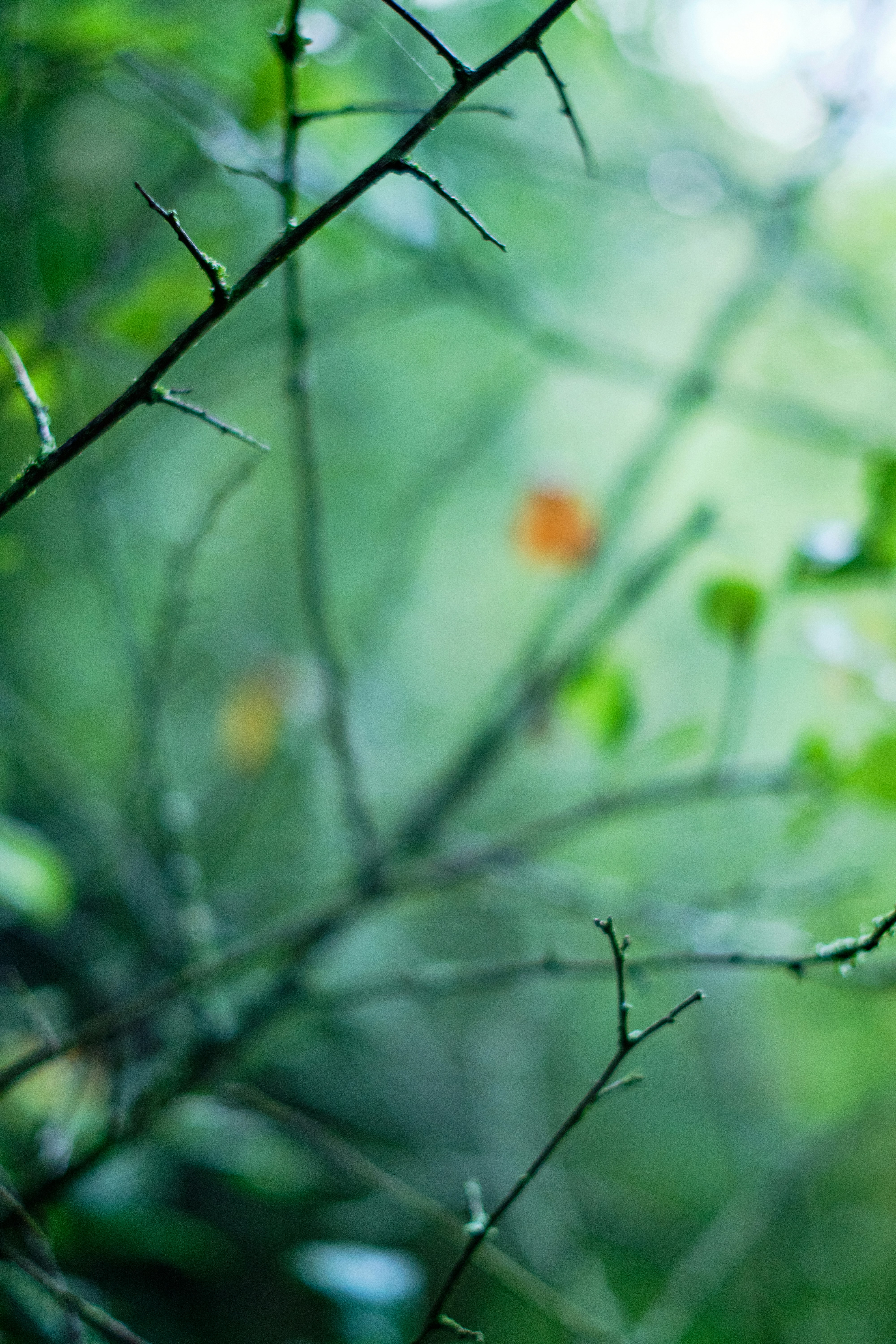 Photo by frostroomhead