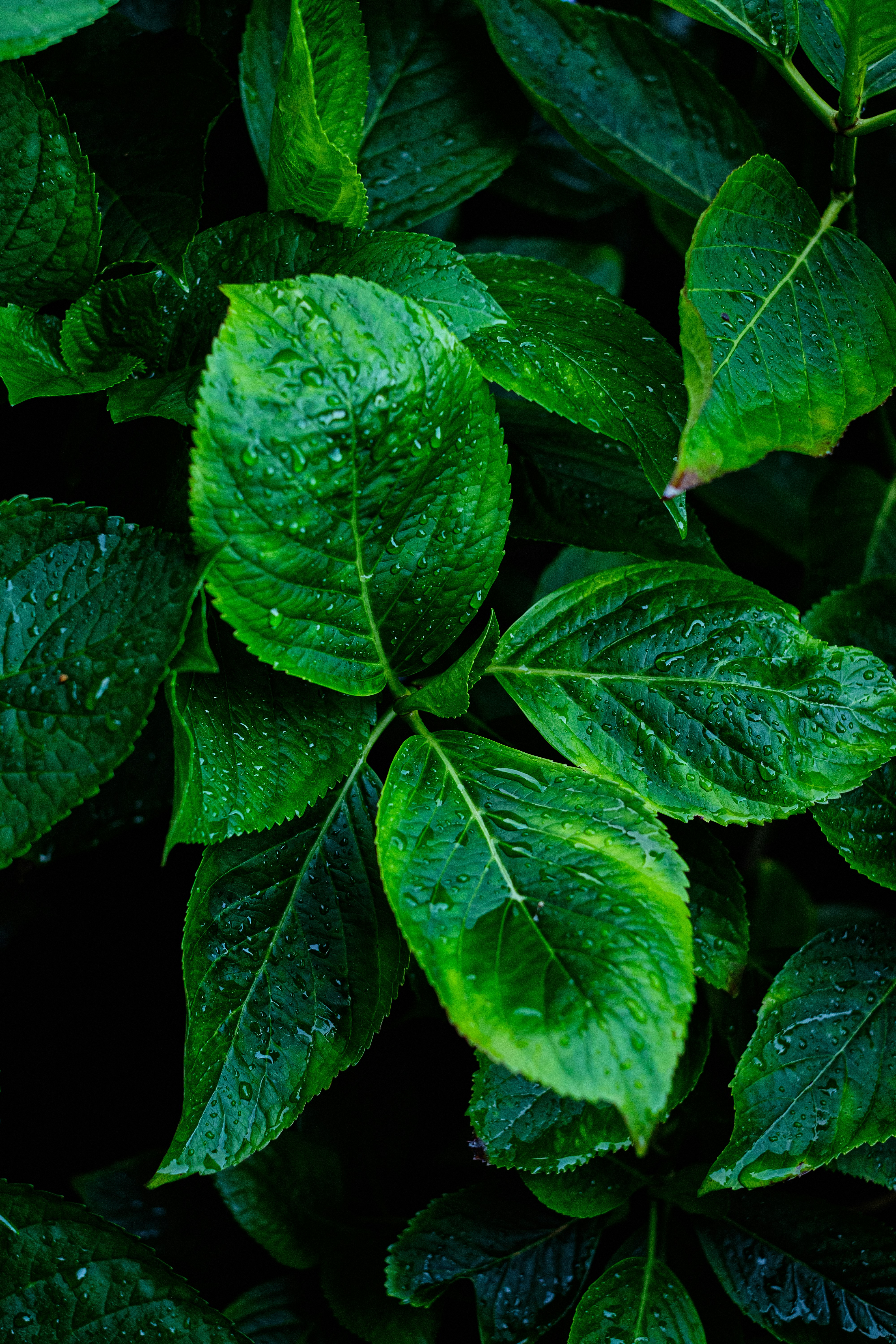 Photo by frostroomhead