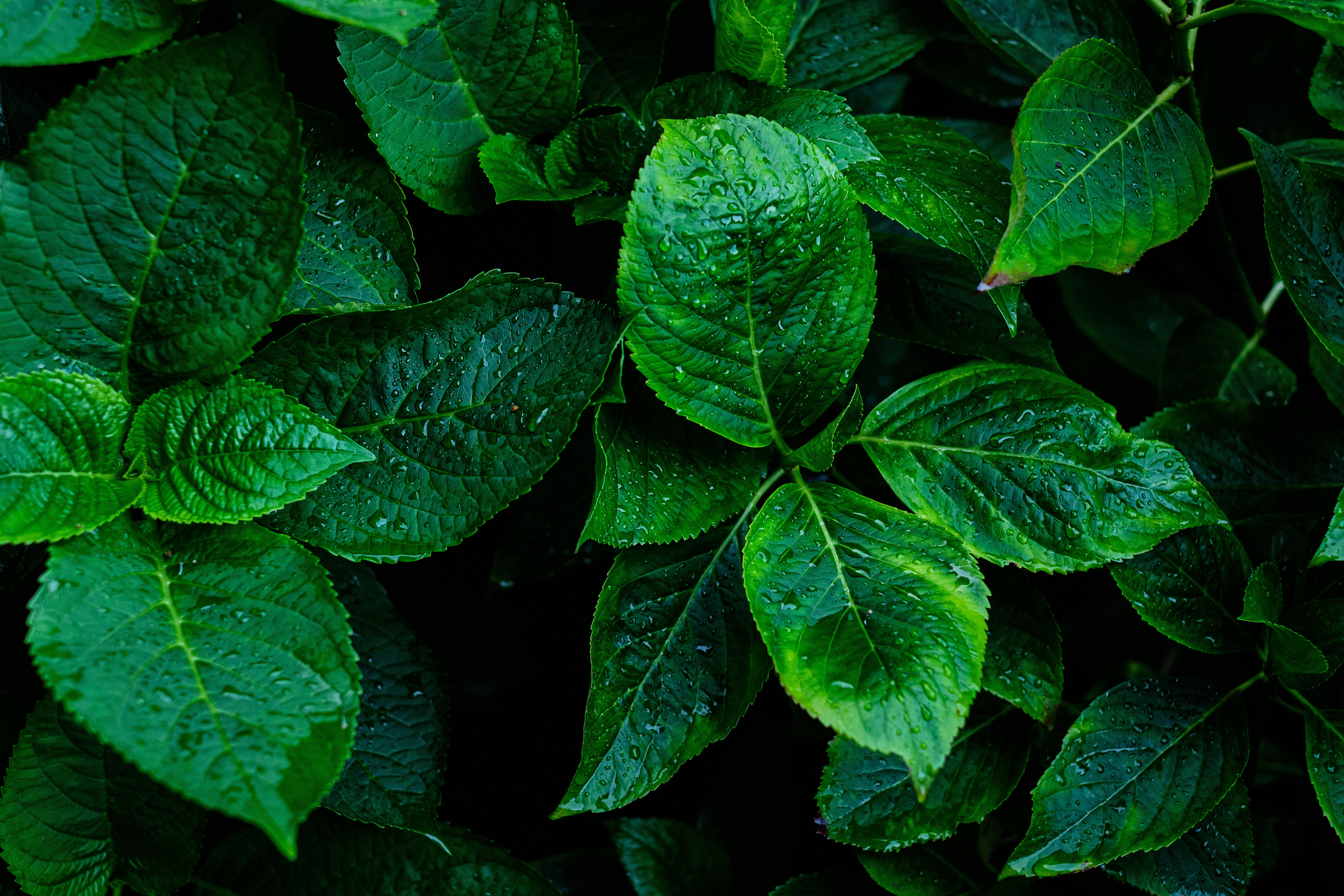 Photo by frostroomhead