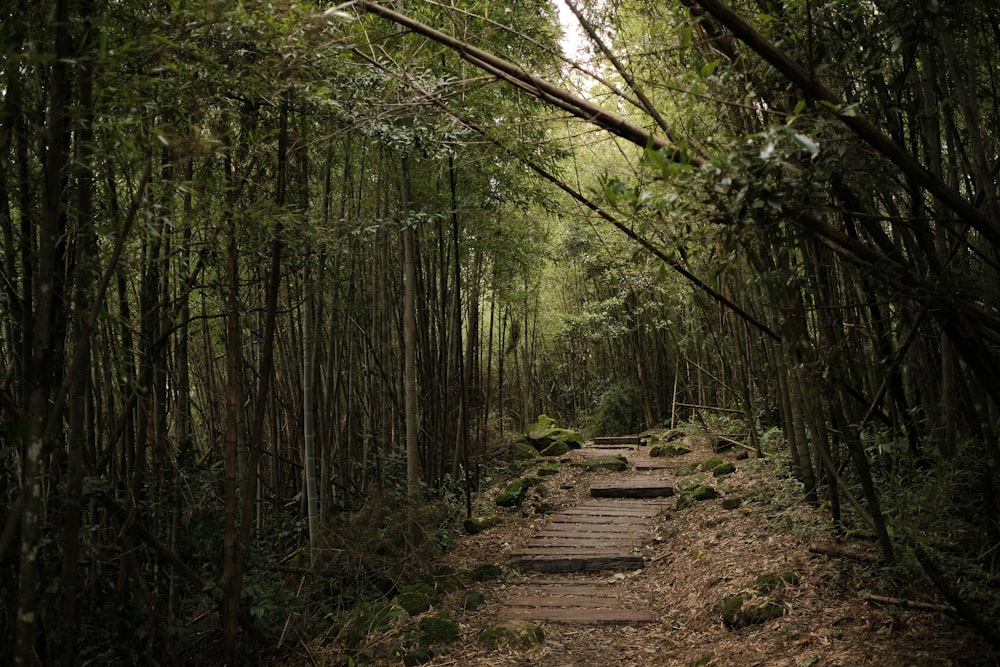 a path in the middle of a bamboo forest