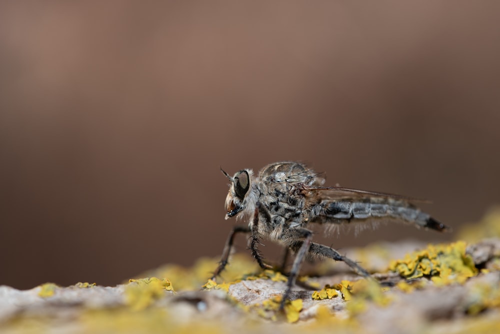 Un primer plano de una mosca sobre una superficie cubierta de musgo