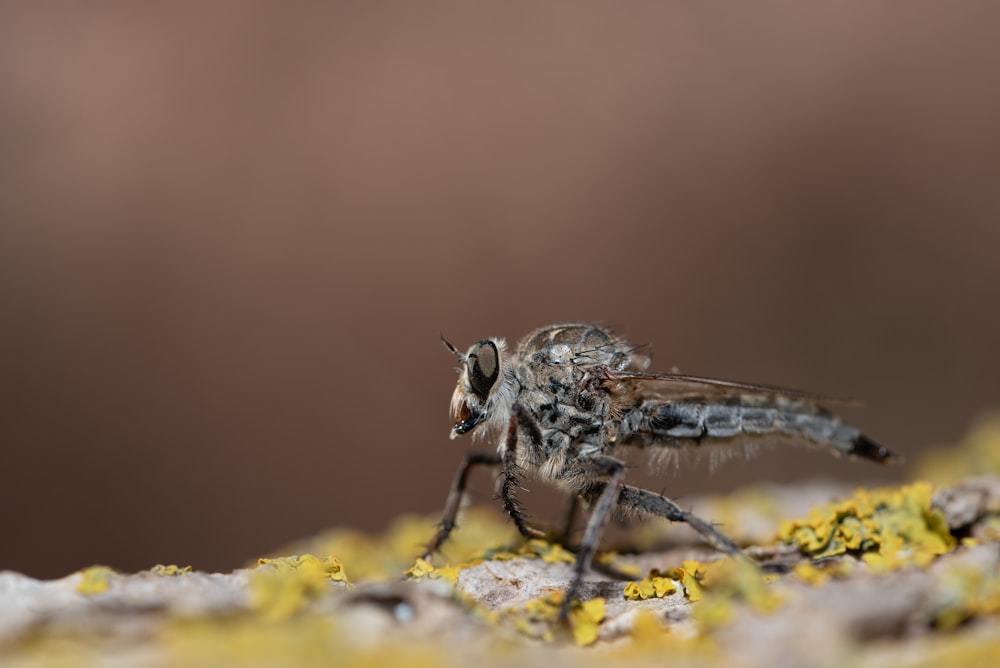 a close up of a fly on a mossy surface