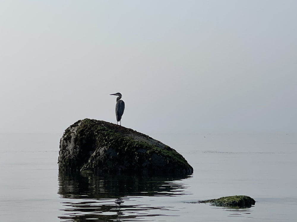 a bird is standing on a rock in the water