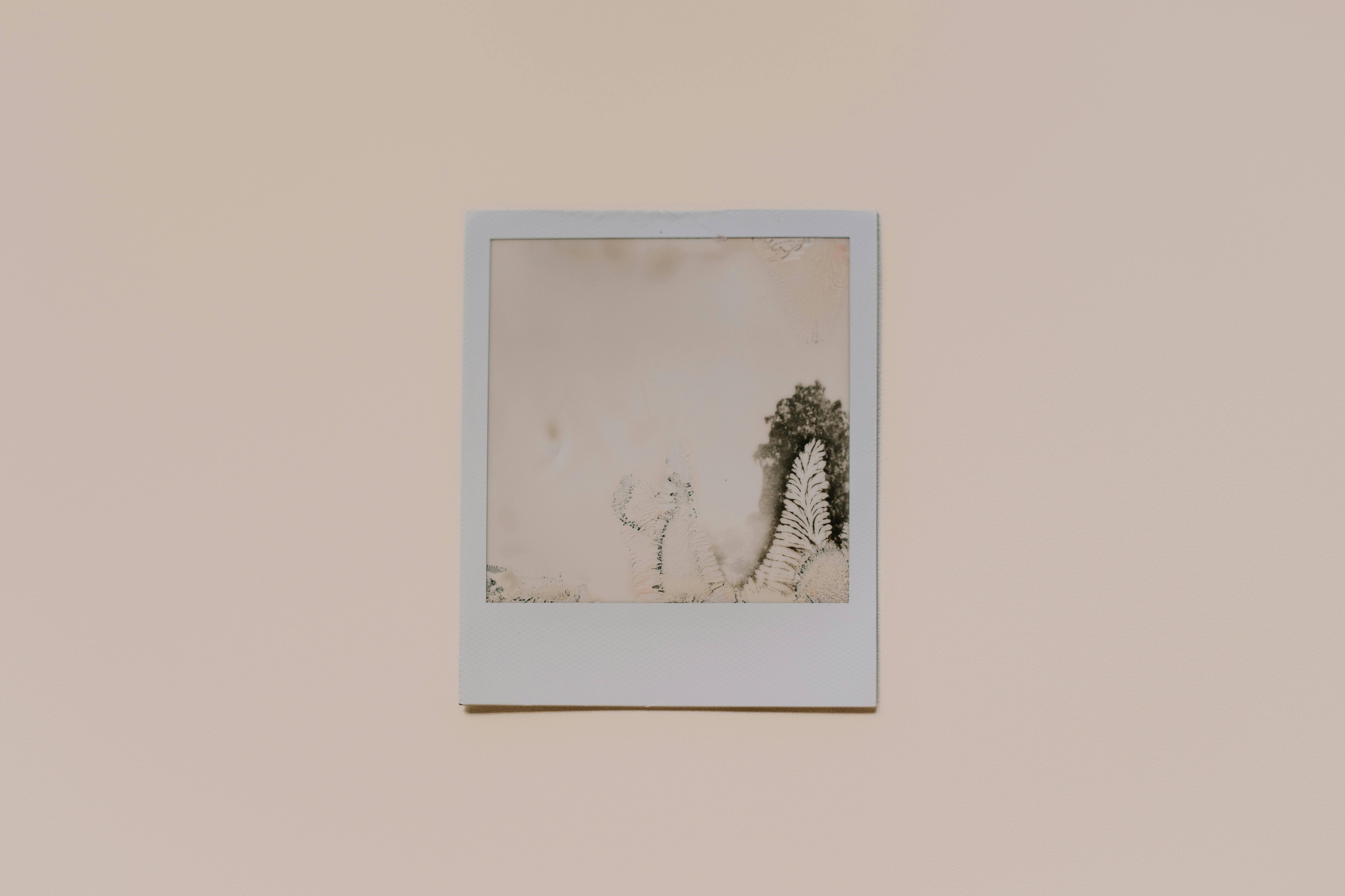 a picture of a plant hanging on a wall