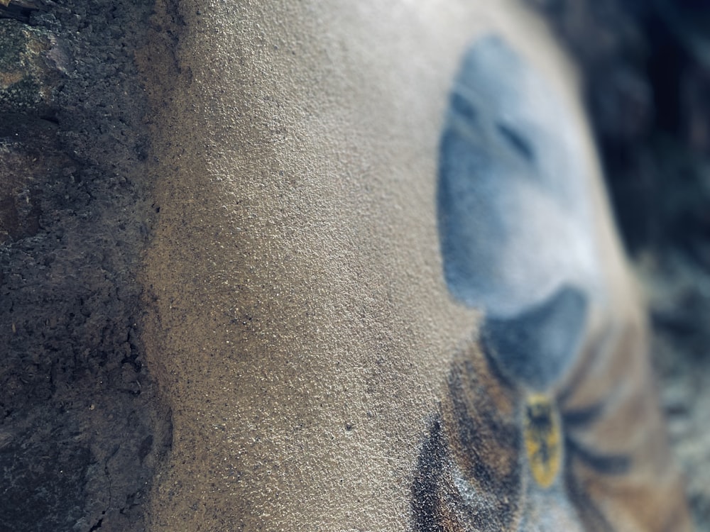 a close up of a bird's head with a blurry background