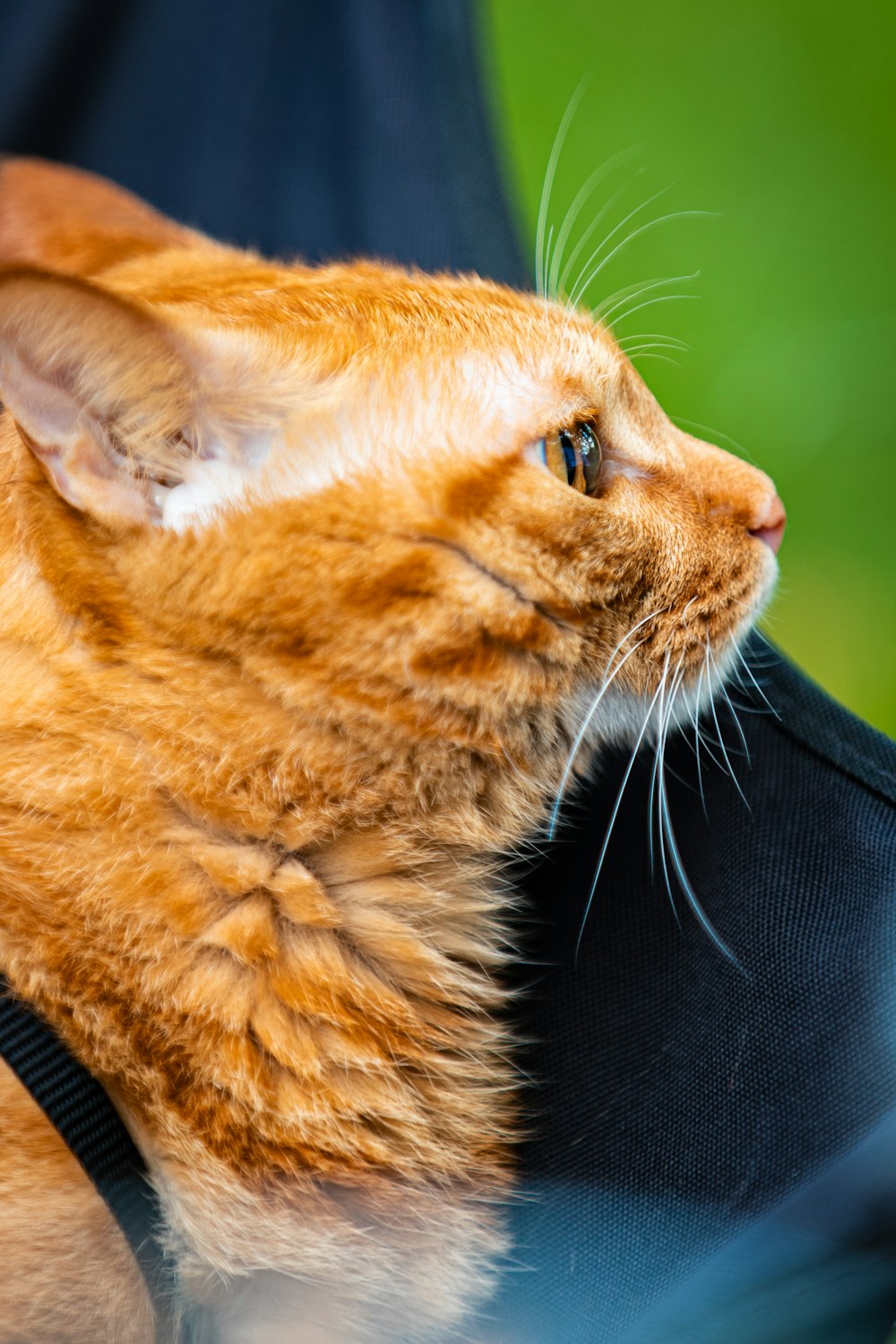 a close up of a cat on a person's arm