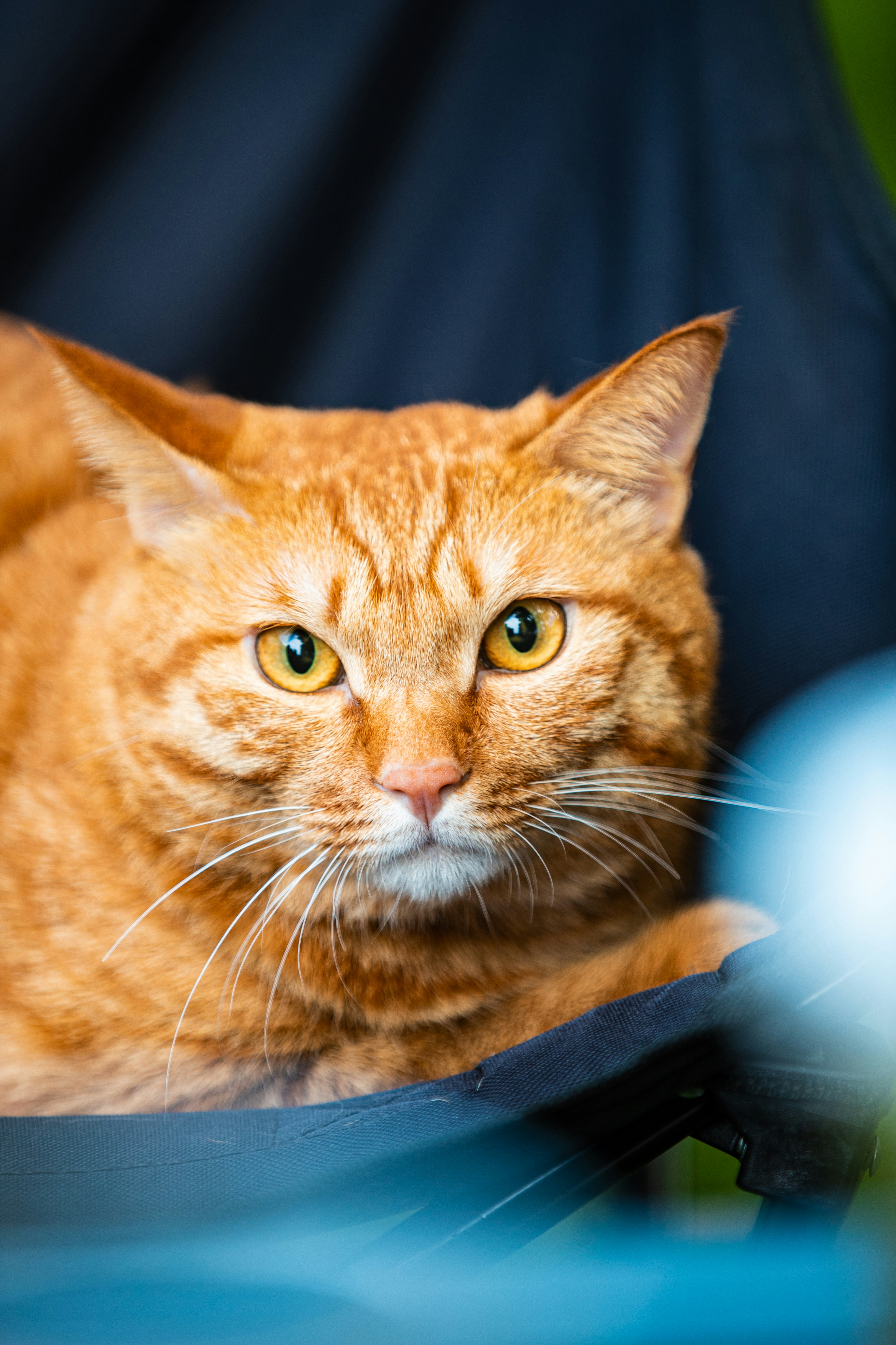 a close up of a cat laying on a chair