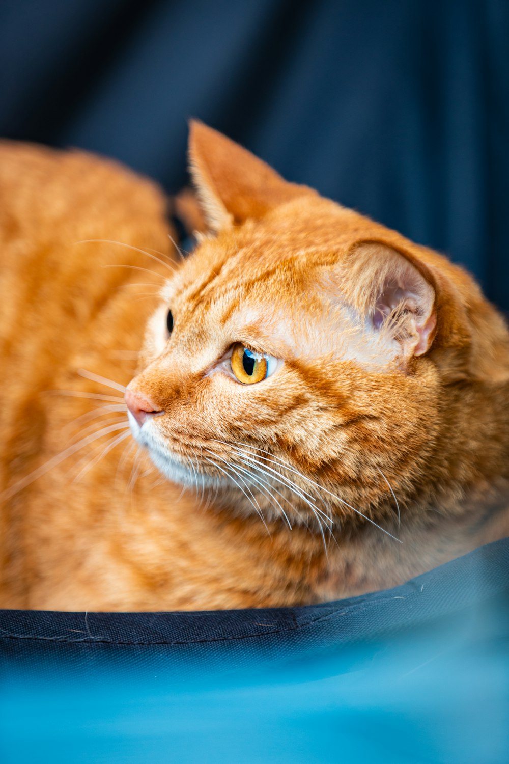 a close up of a cat laying on a table