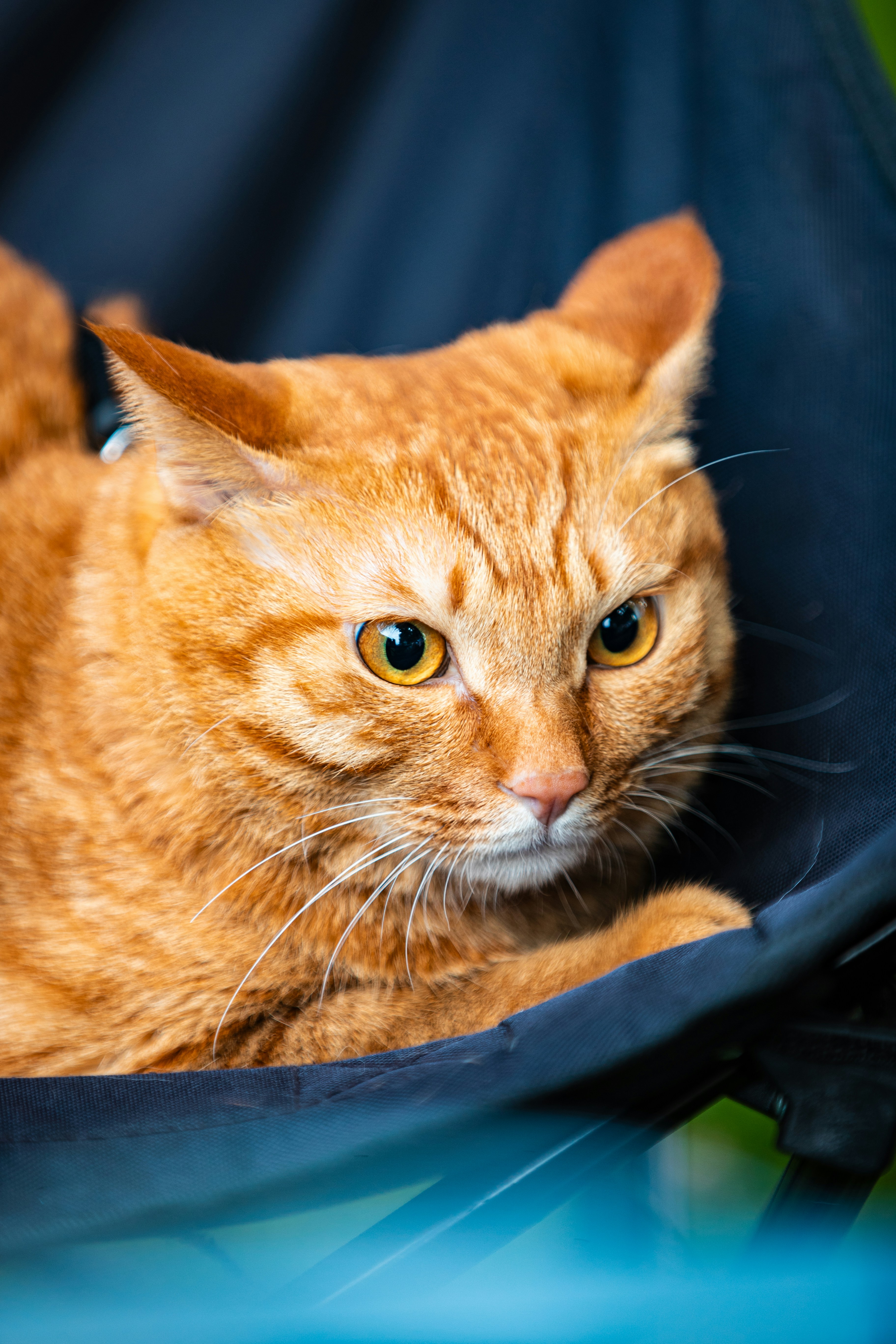 Training and Positive Reinforcement (image credits: unsplash)