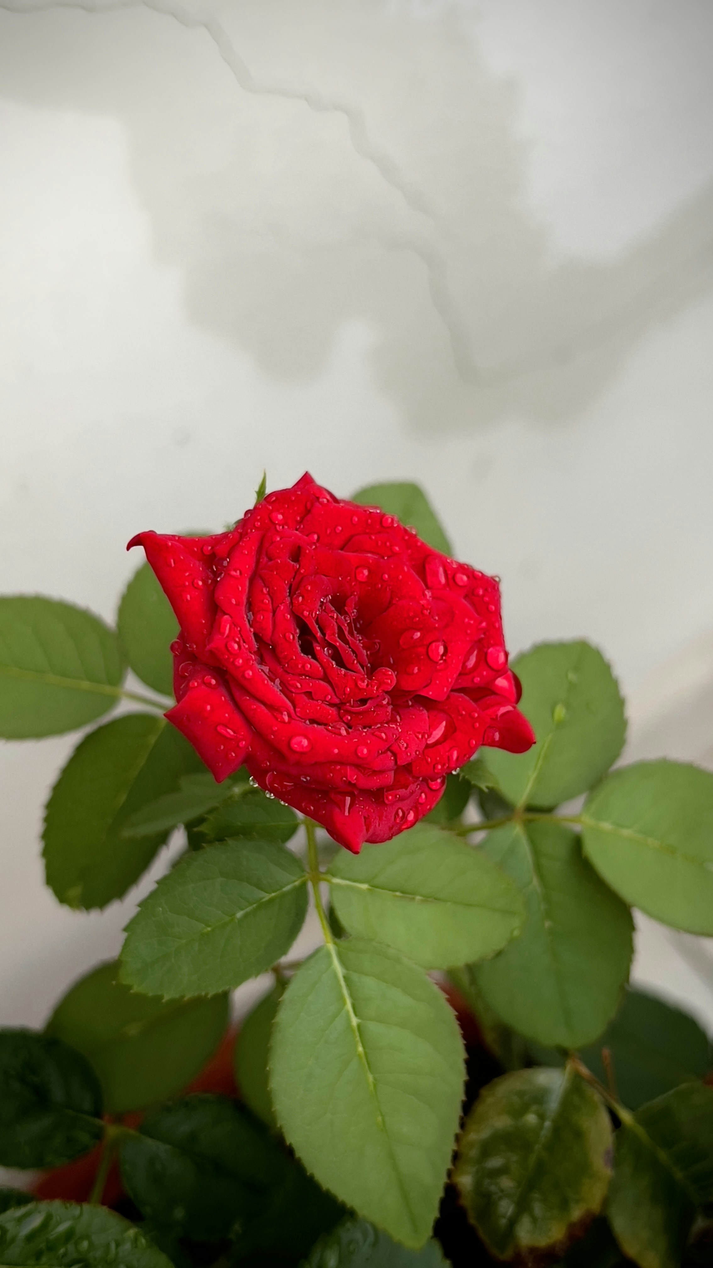 Photo by darksaiyan21